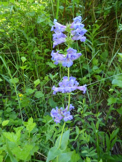 Penstemon